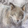 Humble Beginnings - Wolf Study