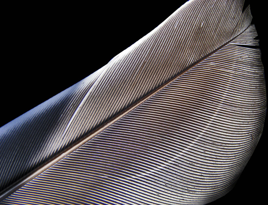 The Feather