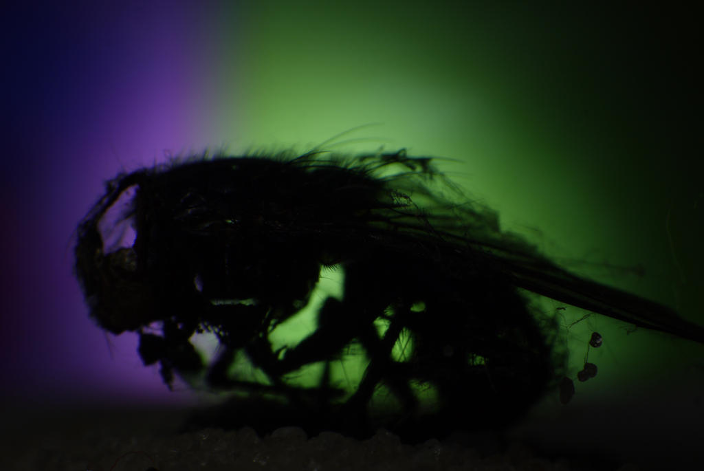 Skeleton Fly I by schtreichholz on DeviantArt