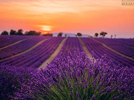 Provence