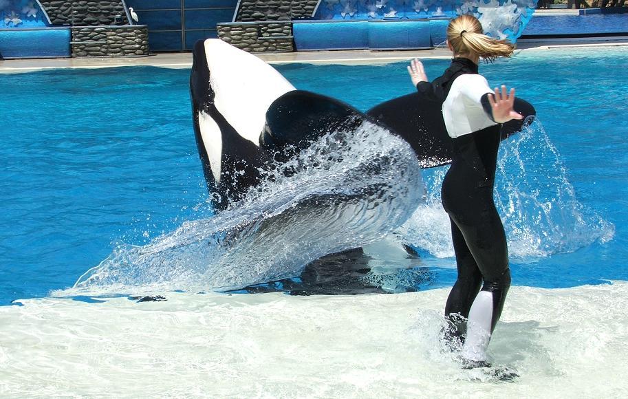 Orca Ballet