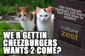 Culture Zesty Cats