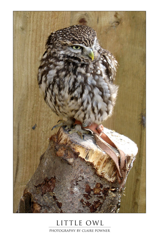 Little Owl