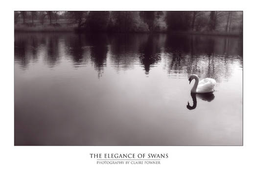 The Elegance of Swans