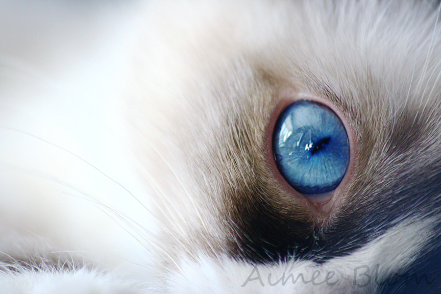 Isn't she lovely by Iamo