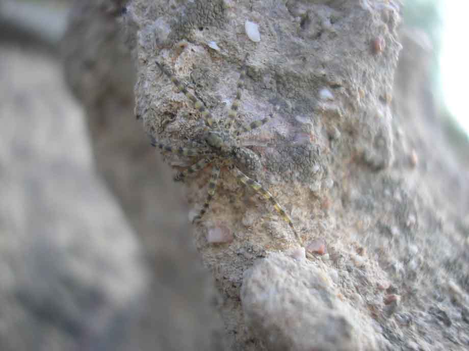 a spider on a rock