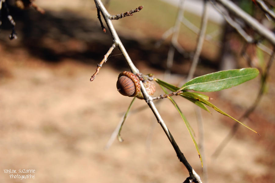 Acorns