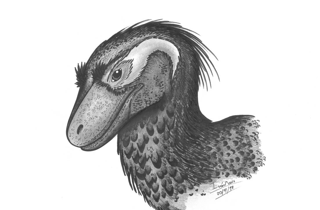 Headed Raptors Feathered raptor head. by Ivantheraptor on DeviantArt