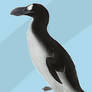 Great Auk