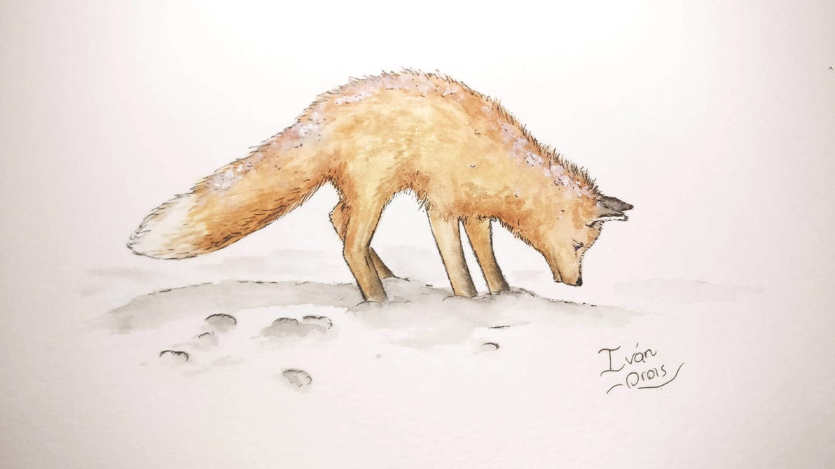 Fox in winter