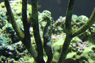 Camouflaging Seahorse