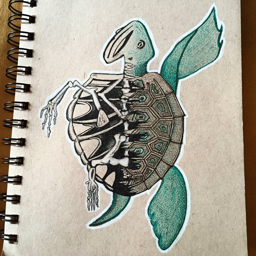 Turtle Transformation by omgturtles1 on DeviantArt