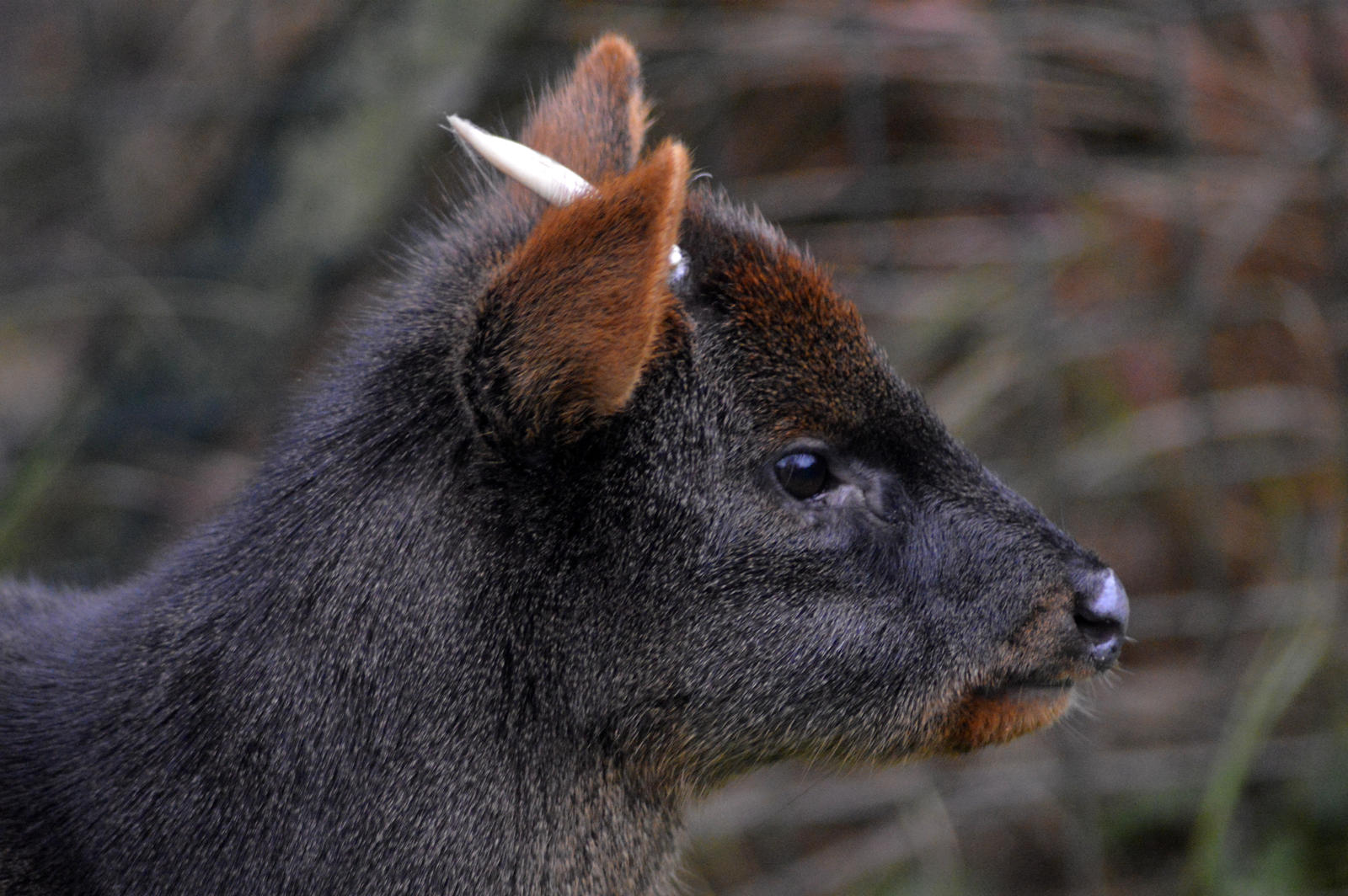 Southern Pudu