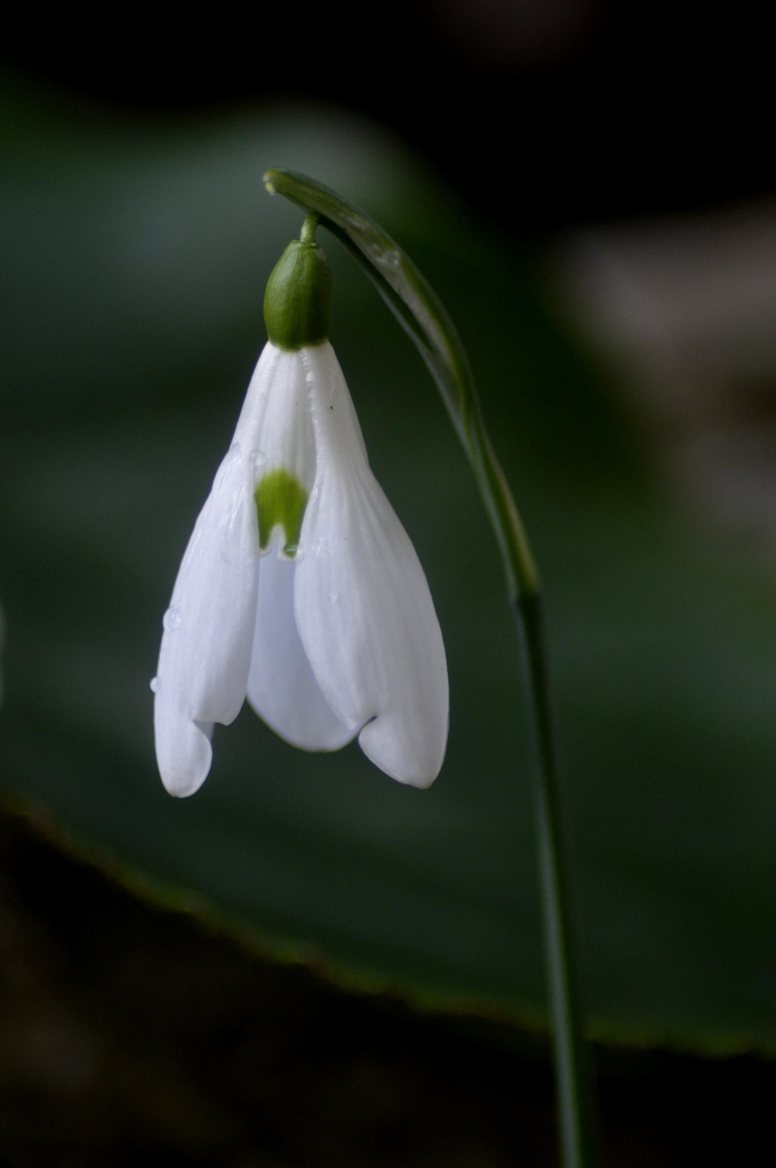 Galanthus