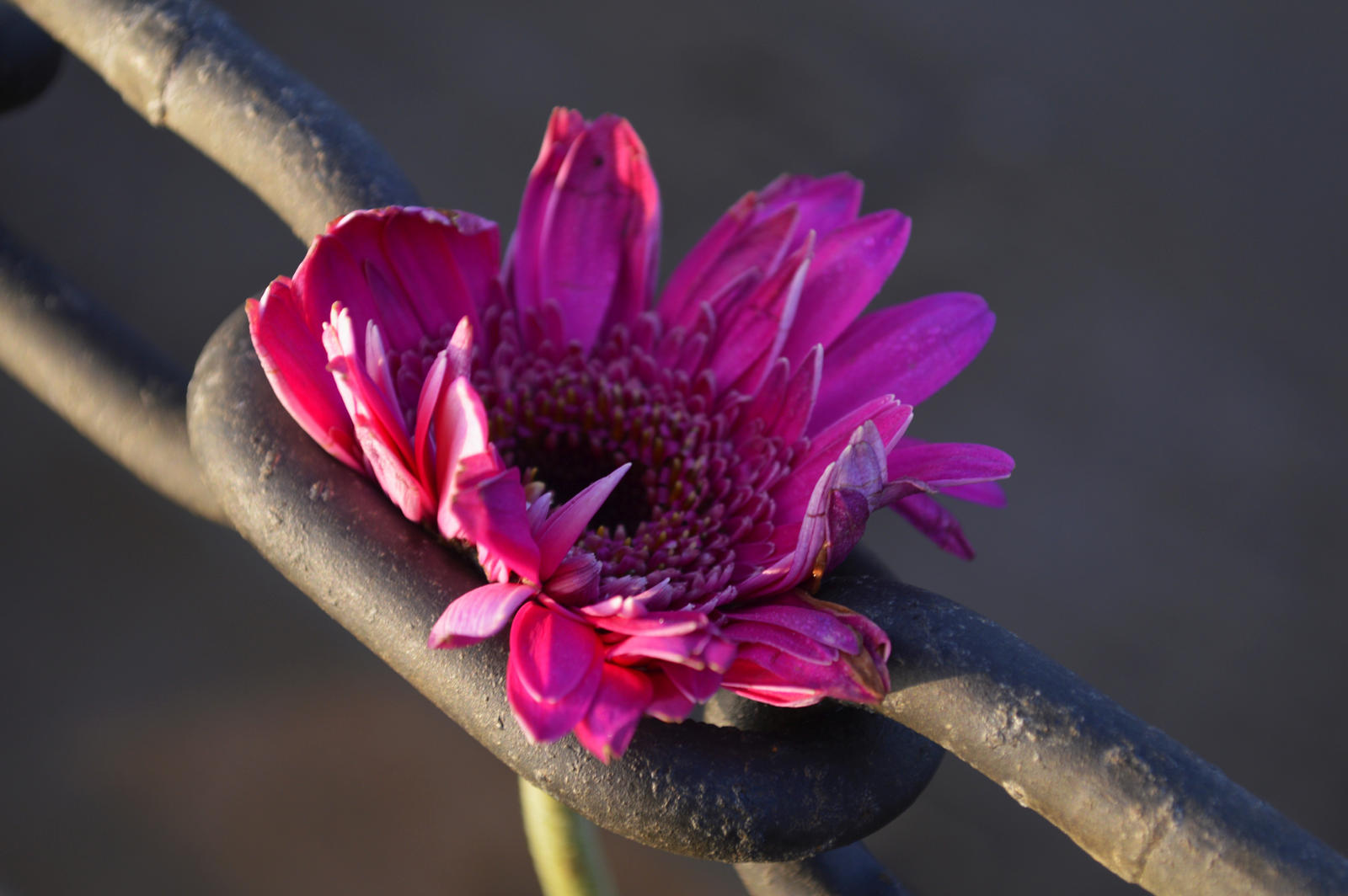 Flower-Chain