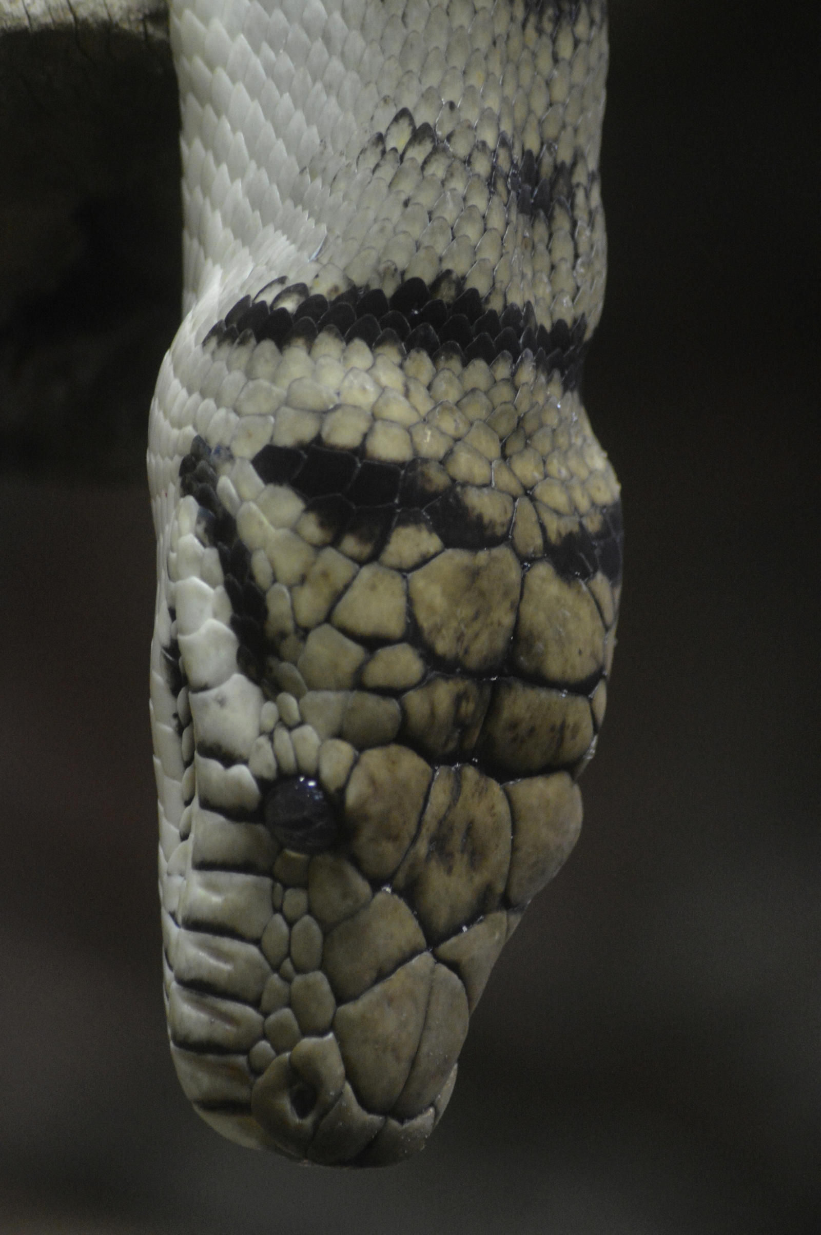 Amethystine python by Clangston on DeviantArt