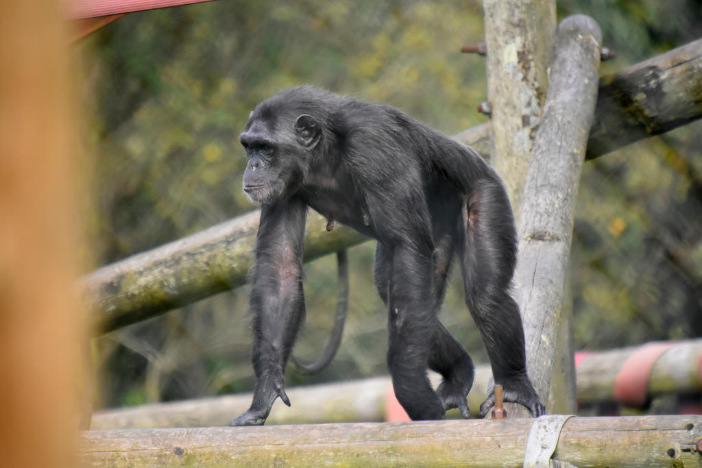 Monkey World by Clangston on DeviantArt