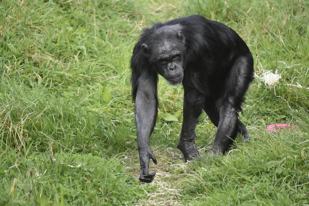 Monkey World by Clangston on DeviantArt