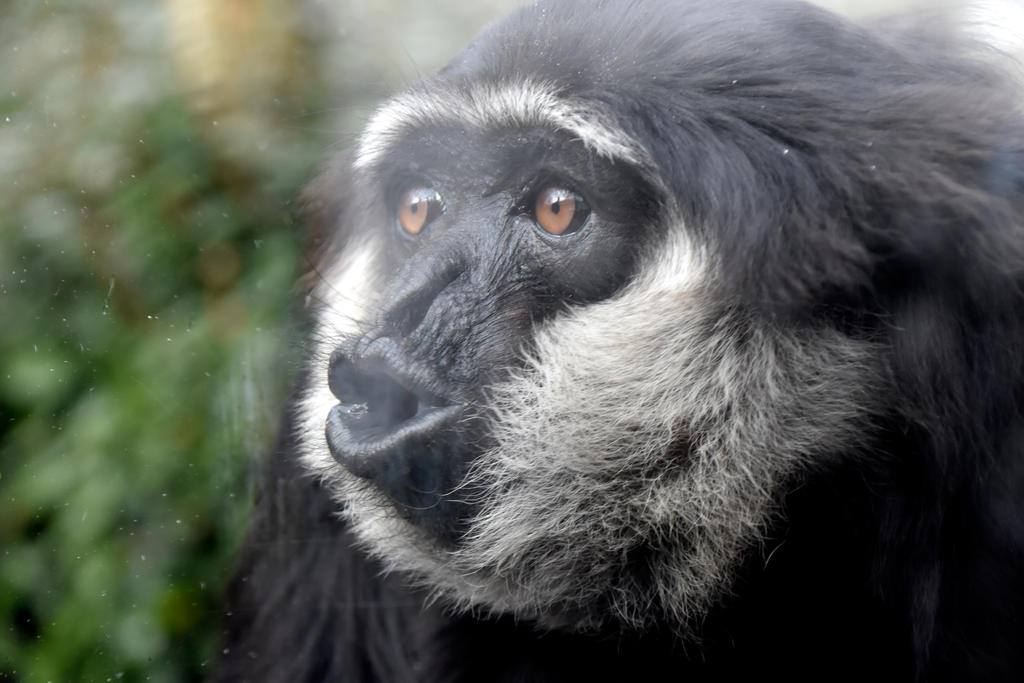 Monkey World by Clangston on DeviantArt