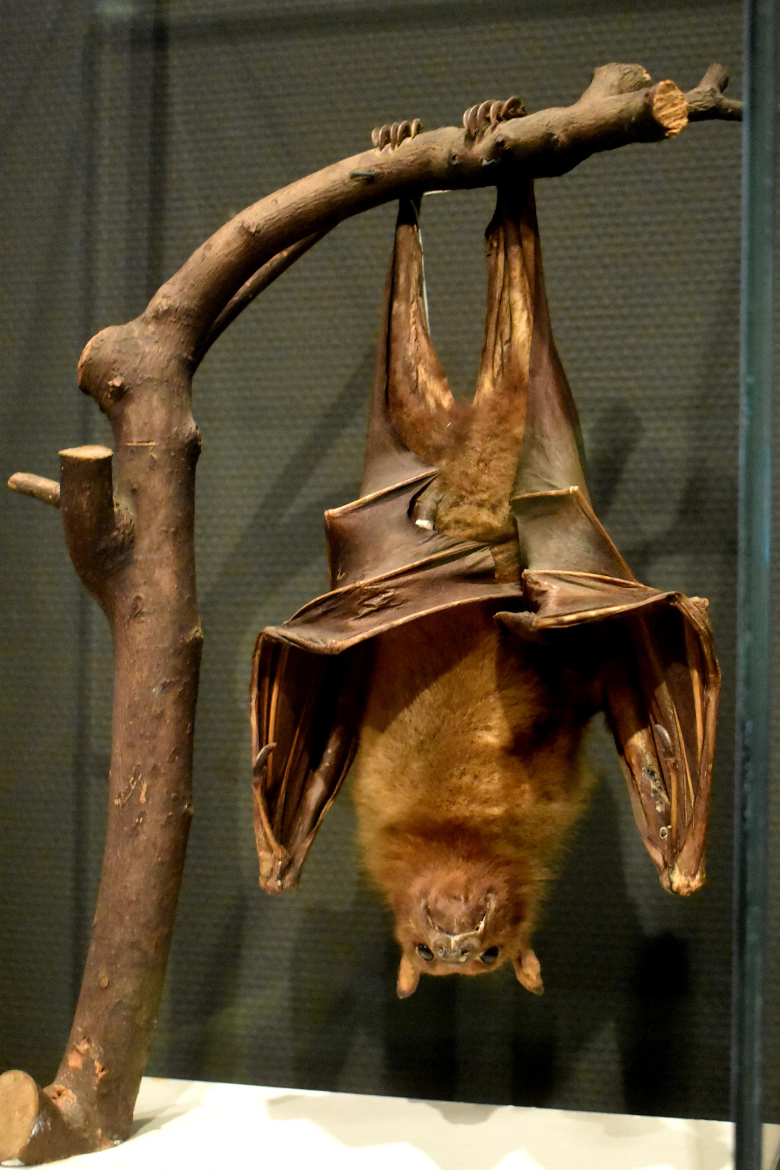 Dead Bat by Clangston on DeviantArt