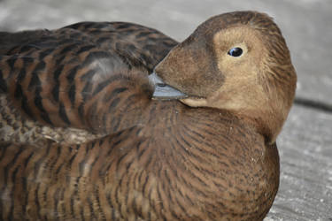 Living Coasts Zoo and Aquarium, Torquay