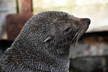 Living Coasts Zoo and Aquarium, Torquay