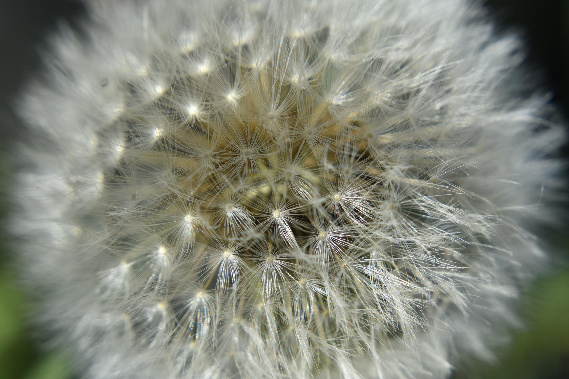 Dandelion Clock by Clangston on DeviantArt