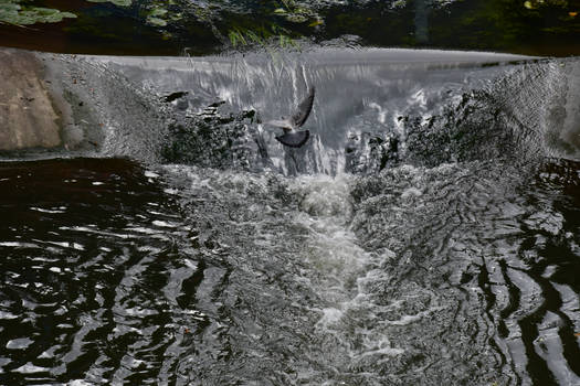 To Fly Over the Waters