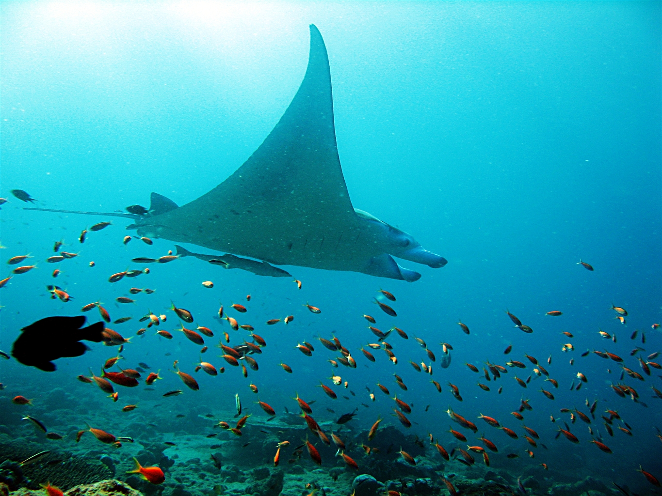 SCUBA Diving in the Maldives 11