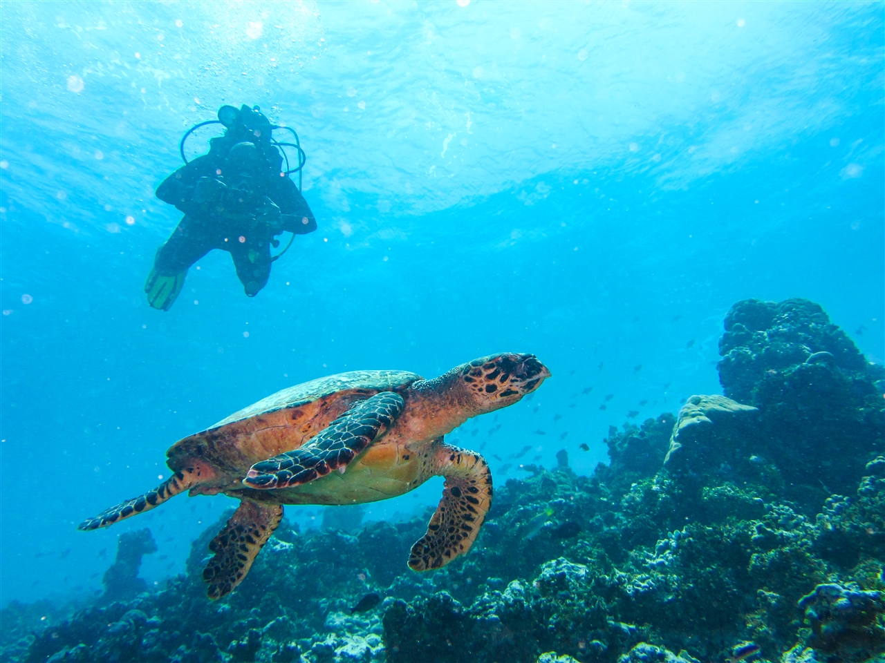 Maldives 2014  - Turtle and  Dive Buddy