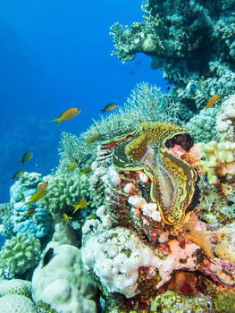 Giant Clam