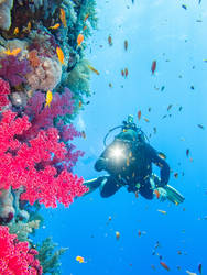 Dive Buddy and Coral 2