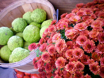 Fall Farmers Market