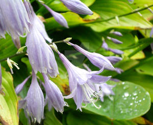 Raindrop Flowers