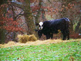 Snow Cows