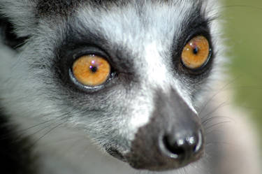 Lemur