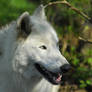 Wolf in Birch Forest