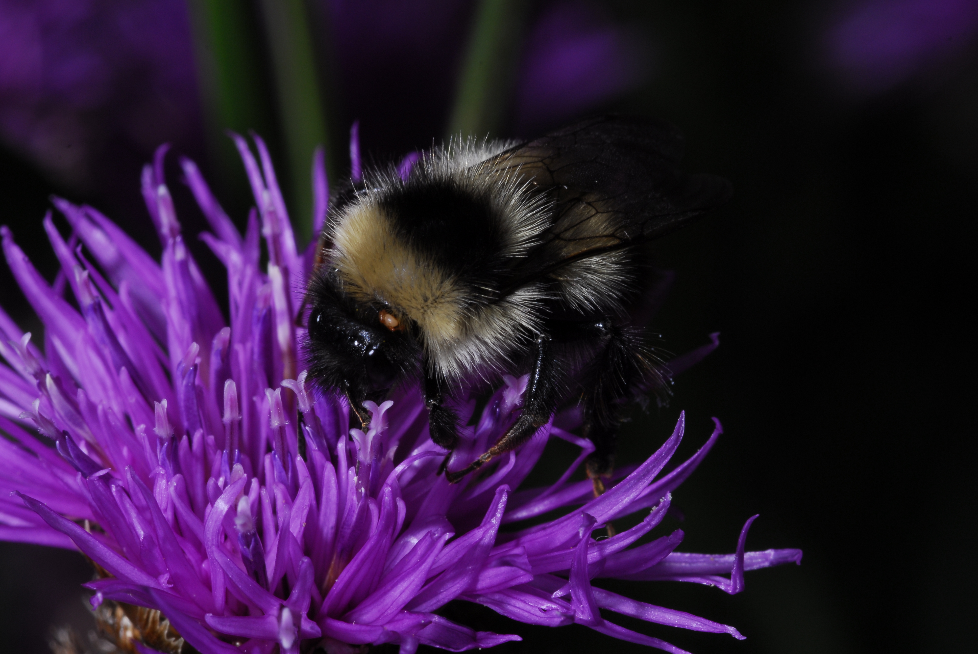 Bee with parasite