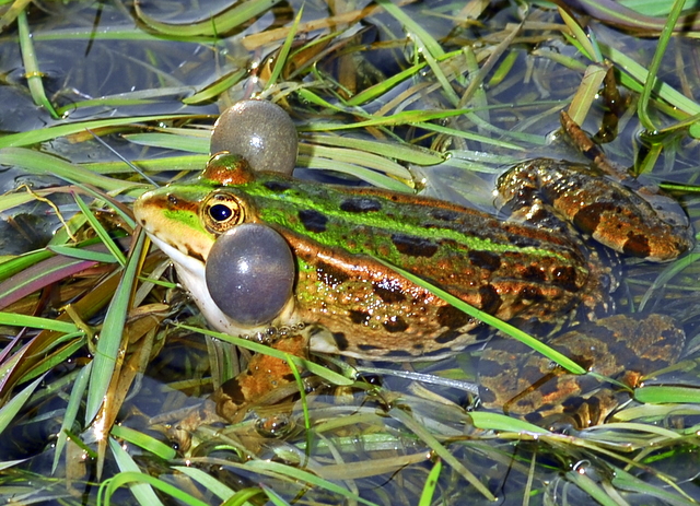 Froggy wooing