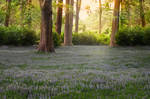 Premade Forest Meadow