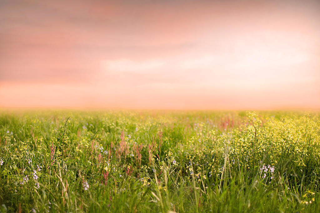 Spring Field Background by Jeni-Sue on DeviantArt