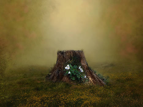 Tree stump background