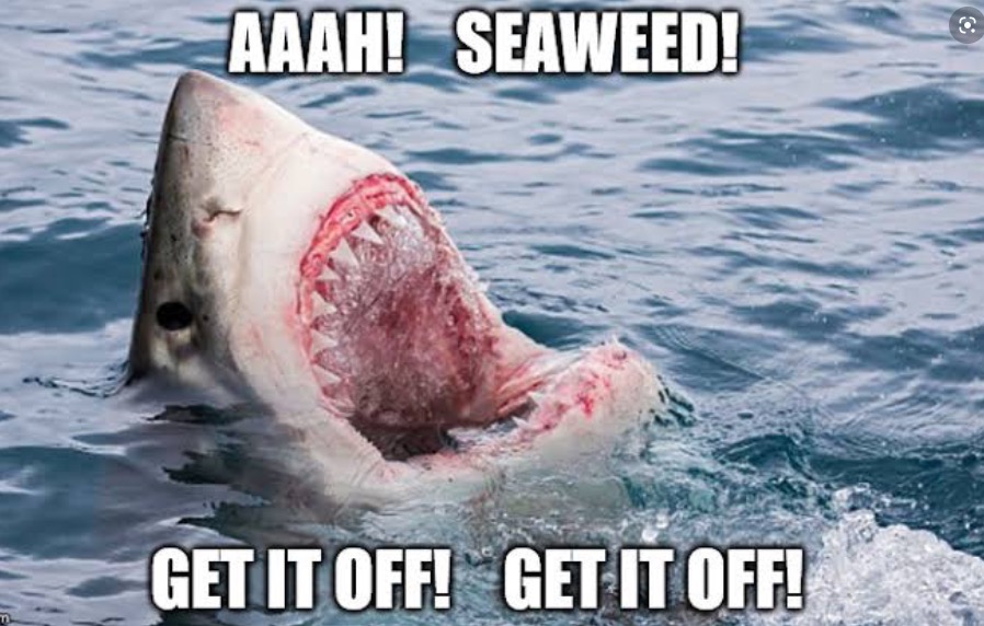 Funny Shark meme from ImageFlip