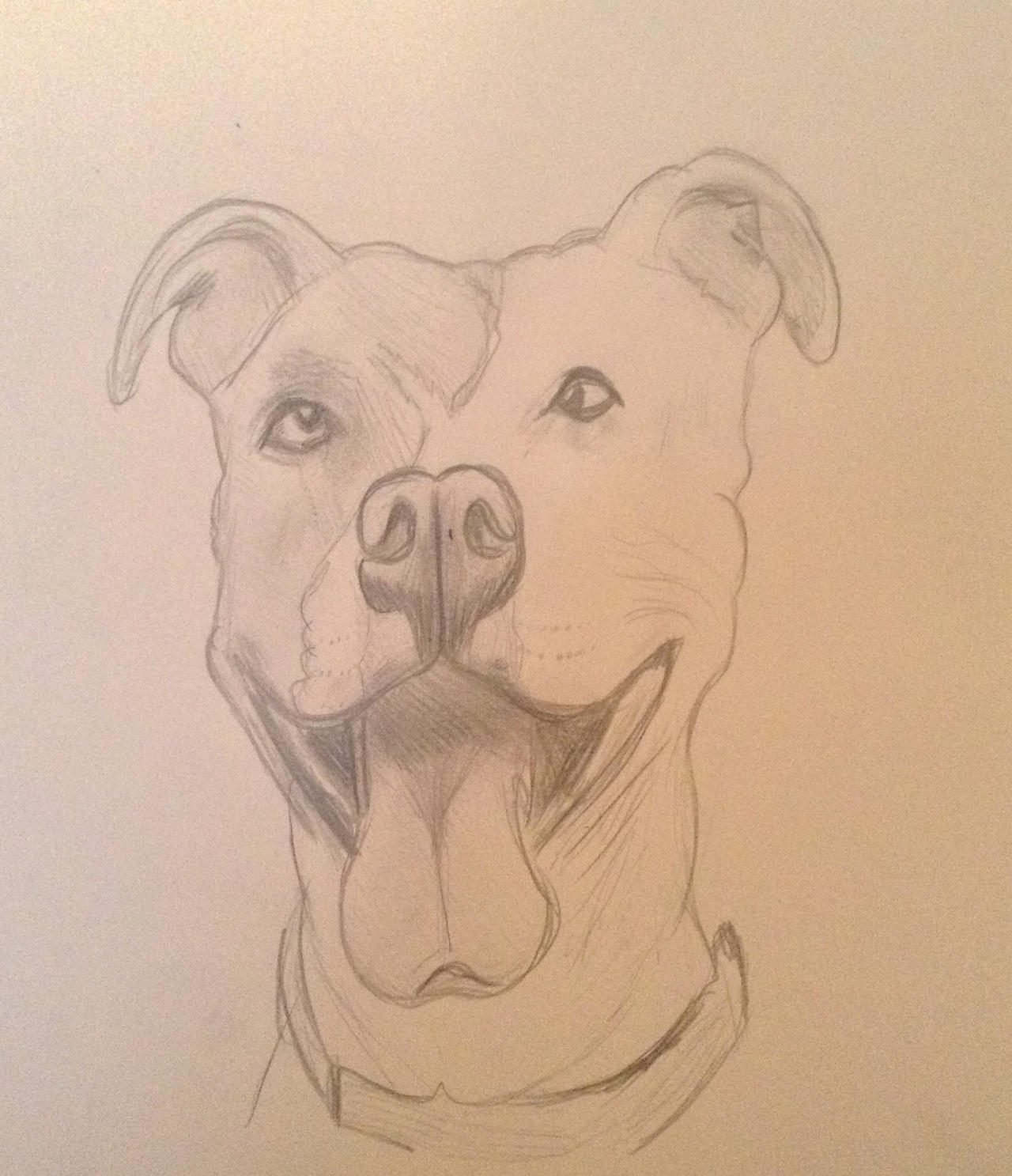 Smiling Staffy By MegMorphJokerfan22 On DeviantArt smiling-staffy-by-megmorphjokerfan22-on-deviantart