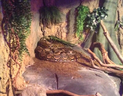 Reticulated python by MegMorphJokerfan22 on DeviantArt