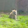 Spotted hyena, photo two