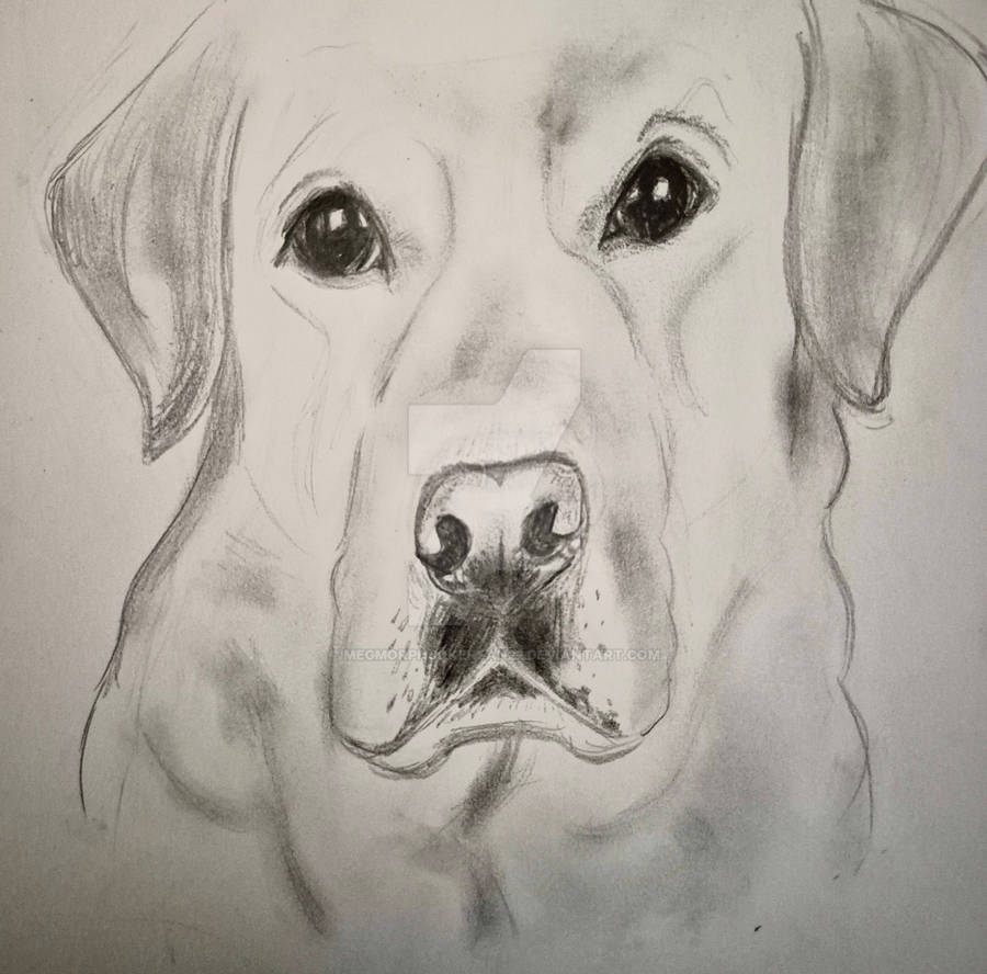 Labrakita Drawing Labrador sketch by MegMorphJokerfan22 on DeviantArt