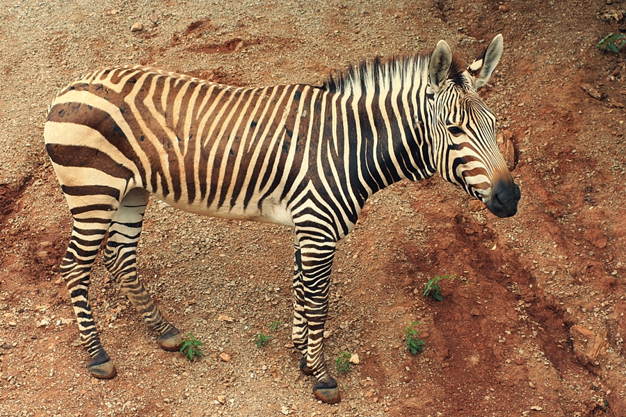 Horse In Stripped Pijamas