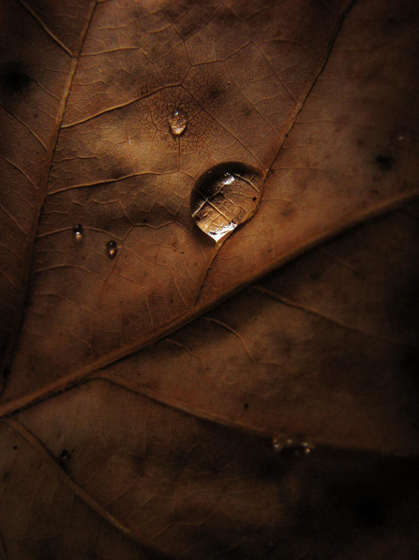 .autumn.II.