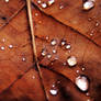 .autumn.